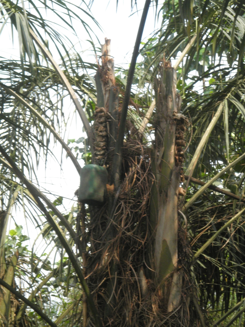 Nigerian Raphia DISCUSSING PALM TREES WORLDWIDE PalmTalk